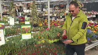 Tschüss Stress: Frühblüher helfen entspannen