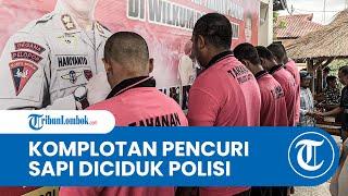 Polres Lombok Timur Tangkap Komplotan Pencuri Sapi Lintas Daerah