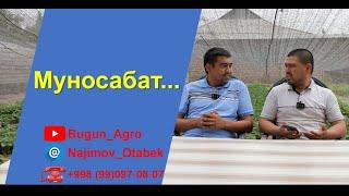 Қулупнай етиштириш бўйича тажрибали Мутахасисс Бекзод ака билан сухбат #alba #strawberry #seolhyun