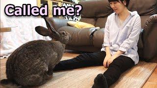 Giant Rabbit Coming When Called (and Jumping on Human's lap) 呼ぶと来るフレミッシュジャイアントうさぎ