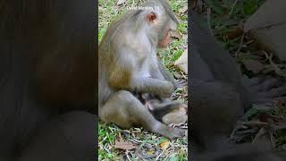 Mom weaning milk the cute baby monkey