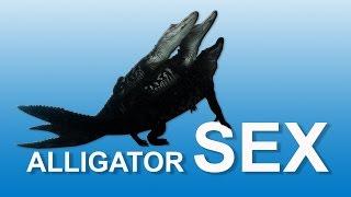 Alligator Sex 02 Time Lapse