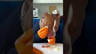 77K views · 29K reactions  CHOCOLUNCH Toy or food 