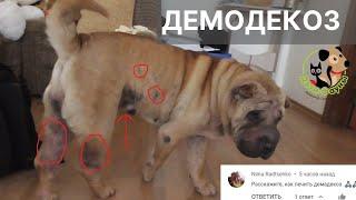 Как лечить демодекоз у собаки? | Симптомы демодекоза у собаки
