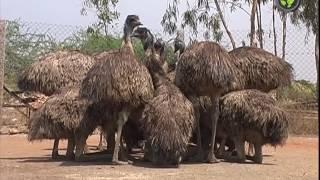 Emu Bird Farming - An Introduction (Kannada)