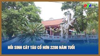 Hồi sinh cây táu cổ hơn 2200 năm tuổi | PTV - Tin tức