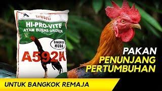 Buat yang MUDA tapi belum DEWASA | REVIEW PAKAN AYAM A592K