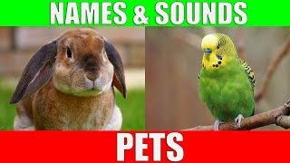 Learn Names of Pets for Kids - Pet Animal Names and Sounds for Children, Kindergarten and Preschool