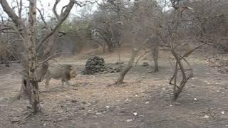 Lion video Gir