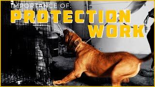 - BEST Guard Dogs - Meet The Mighty Exotic African Boerboels