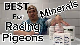 Best Minerals For Racing Pigeons! #pigeonracing #racingpigeon #pigeon #pigeoncare #pigeonlover