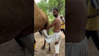 camels life #villagelife #camel milk#rajasthan @woman routine in desert #india #viral