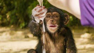 Baby Chimpanzees Playing With Bubbles | Baby Chimp Rescue | BBC Earth Kids