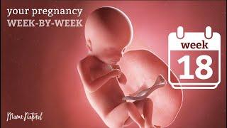 18 Weeks Pregnant - Natural Pregnancy Week-By-Week