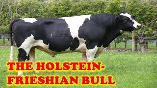 Holstein Breeding bull