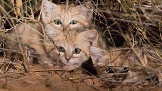 Adorable Rare Wide-Eyed Sand Cat Kittens Caught On Video for First Time Ever