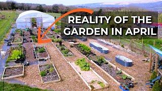 Garden Tour in early April | Homestead Garden | Growing for Self Sufficiency