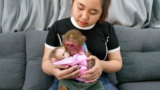 Kobi thoughtfully helps mother bathe the poor baby monkey