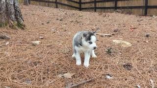 Siberian Husky Puppy Maverick - 5 Weeks