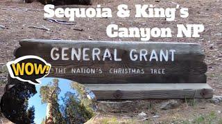 General Grant Tree: The 3rd Biggest Tree in the World.