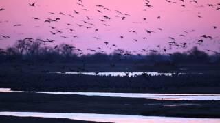 Sandhill Cranes at Sunset on Platte R