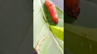 "Epic Nature Encounter: Two Caterpillars and a Pupa in Perfect Harmony " #jwildlifetv