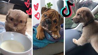 Funny Dogs of TikTok Compilation ~ Try Not To Laugh ~ Cutest Puppies!