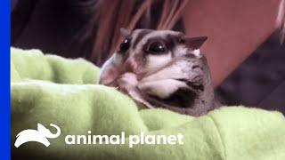 Overweight Sugar Glider Weighs Twice The Normal Weight | My Big Fat Pet Makeover