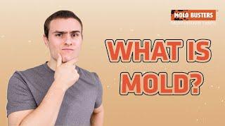 What is mold? - Mold 101 #1 - Mold Busters