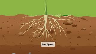 Roots and Shoots Systems in Plant