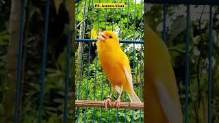 canary yellow || yellow canary singing || canaries sing beautifully || canario belga || kenari mania