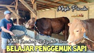 Peternak sapi pemula di sistem penggemukan