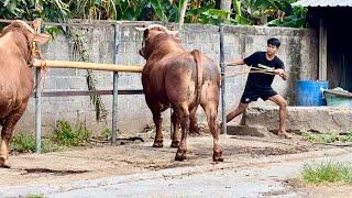 TERLALU BERANI KAMU DEK ‼️ SAPI JUMBO PAK EKO