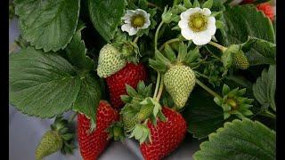 malç naylonuyla çilek yetiştirmek  /growing strawberries with mulch nylon 