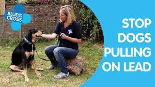 How To Stop Dog Pulling on Lead | Dog Trainings Tips | Blue Cross