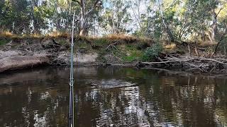 I Kept My Bag Limit  Murray Cod Lure Fishing