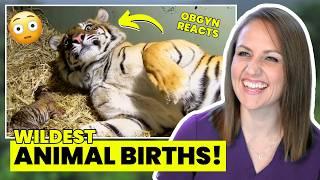 ObGyn Reacts: SHOCKING Animal Births