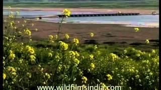 Yellow mustard flowers blooming near a river bank