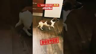 #dog reaction ‍️ busted | #funny #shorts