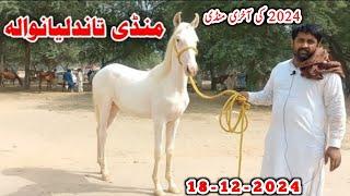 Horse Mandi Tandlianwala Faisalabad | Horse For Sale In Pakistan 2024