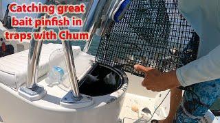 How to catch Pinfish in Islamorada using pinfish traps!  Where to find places to catch Pinfish!