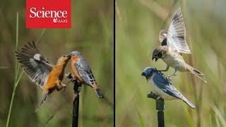 Plumage and song split two nearly identical birds into different species