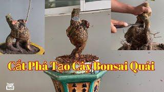 Cắt phá tạo ra cây bonsai quái