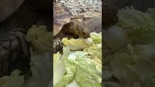 Tortoise really love his lettuce