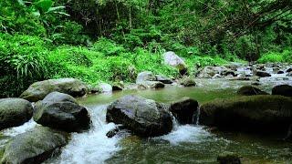 Mountain river nature sounds, 3D meditation music relax mind body, Nature sounds for sleeping