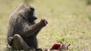 Olive Baboons Of Masai Mara