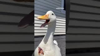 Wow #duck #wrinkletheduck #cute #whistlingduck #animals #duckquack #birds #walkingduck #funny