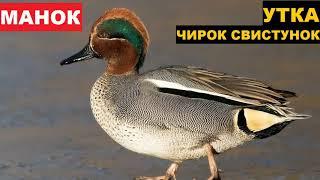 ЗВУК (ГОЛОС) УТКА ЧИРОК СВИСТУНОК 3