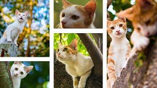 Cat Trees - The Ultimate Guide for Large Cats! Cat Climbing, Cat Tree Houses & More!