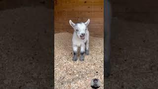 Funny Animal sound in  buffalo panda Giraffe goat cat Dog Animal #ytshorts #cute #baby #goat